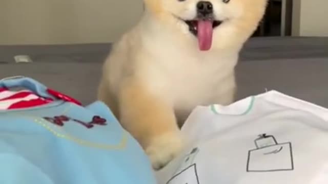 Cute and Funny Dog Videos | Aww Animals #93