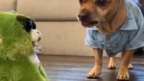 Cute puppy's