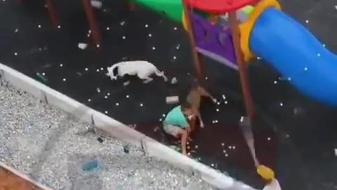 Dog Playground Attack