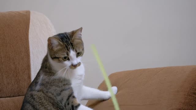 Pet owner playing with a cute cat