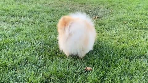 Fluffy Puppies Playing