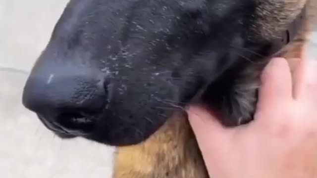 Dog funny moment🤡🤡🤡🤡🤡