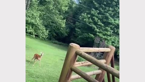 The deer looks