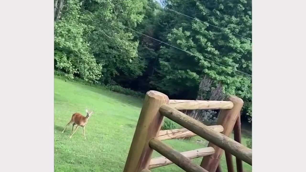 The deer looks