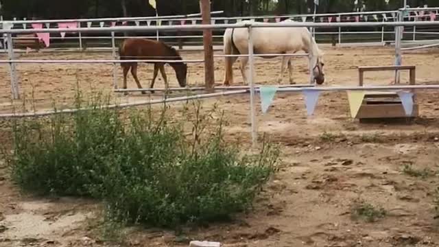 The horse eat grass