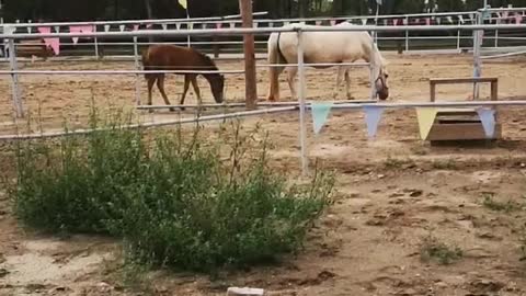 The horse eat grass