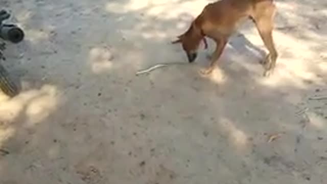 Dog defeating the little snake...