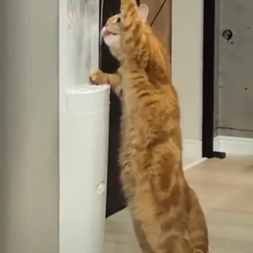 Cute cat trying to drink water