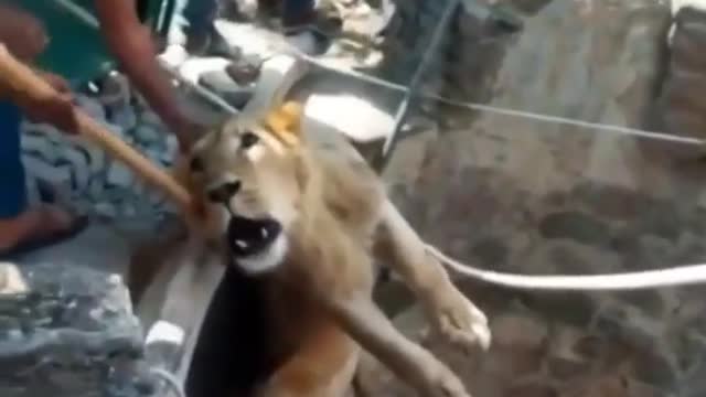 Lion Rescue In Gir