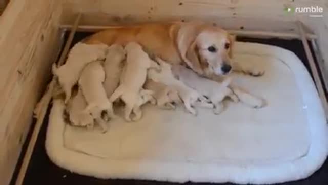 These Golden Retriever pups - 17 days