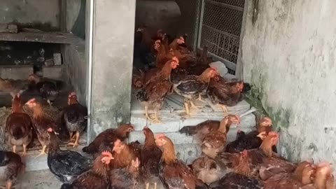 Chicken farming in rural Vietnam