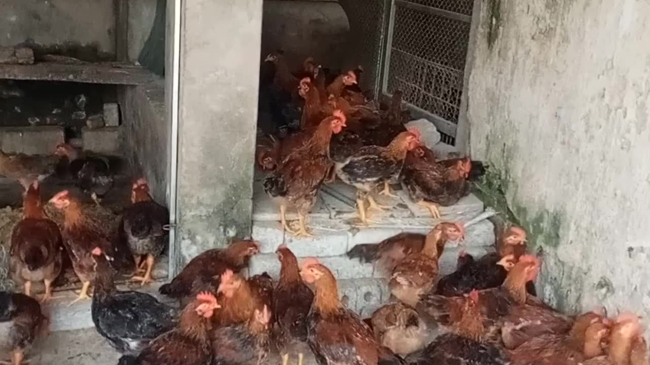Chicken farming in rural Vietnam