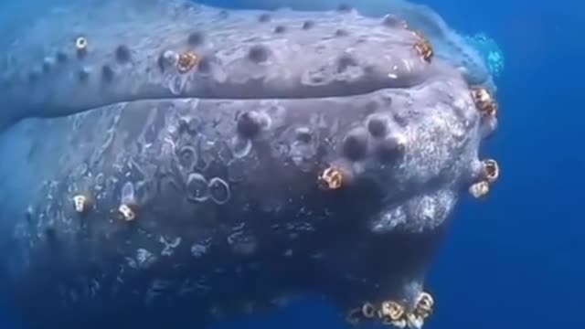 The whale is swimming on its backstroke, and it's crawling with snails