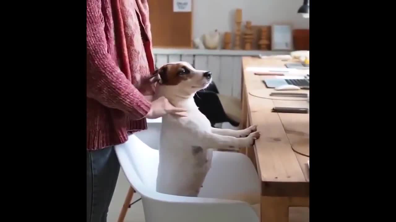 cute pet doing funny things
