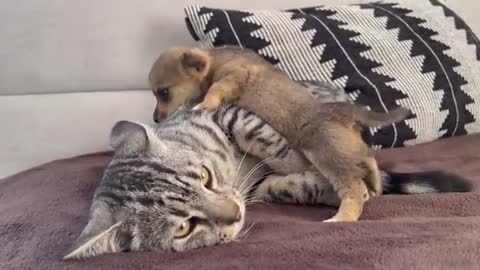 cute dog and cat look at the reaction😱