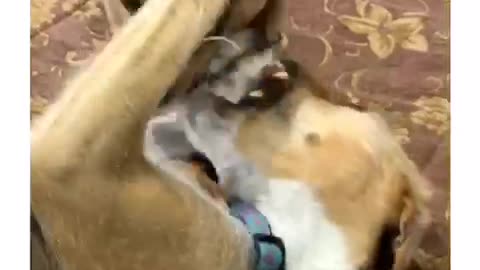 Two brown dogs playing and fighting with each other on brown couch chair