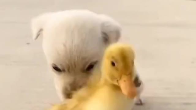 silly cute Duck funny pet video