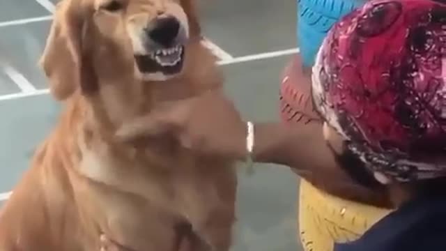 Fine But I wonβt like it ππ funny dog video