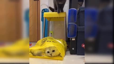 Confuse fanny cat