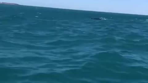 These fisherman were 'whale-y' surprised when this whale breached so close.