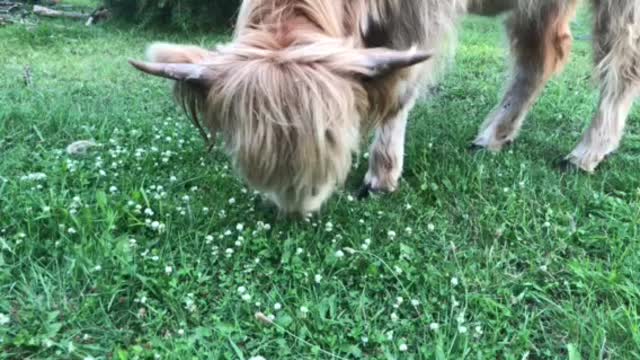 Pearl, our Scottish highland lawn mower