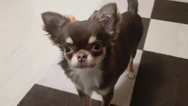 A puppy eye contact with its owner