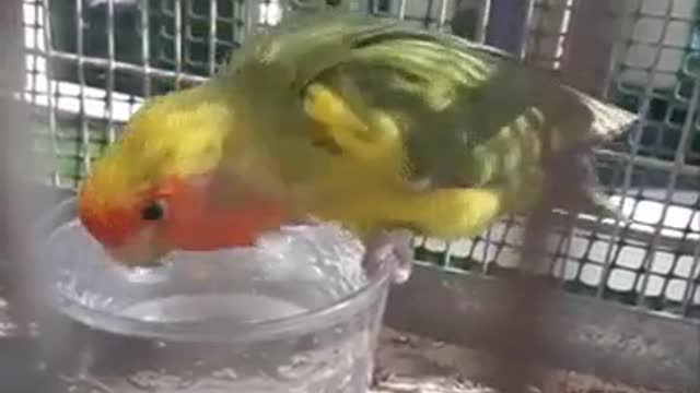 Super funny Birds ,Parrots and other animal Best link in description