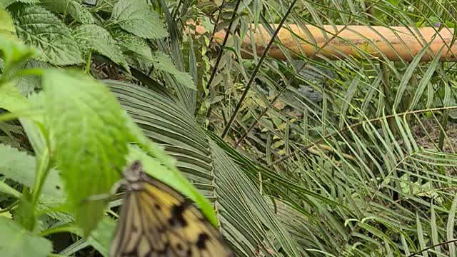 Beautiful butterflies in Switzerland