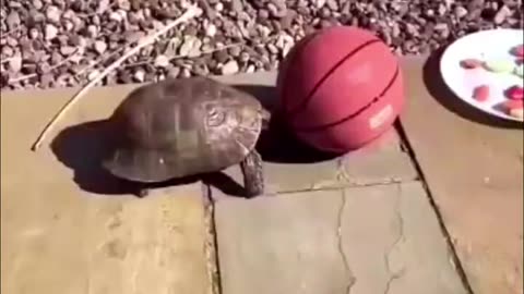 Funny cats and dogs 😂 best funniest animal video