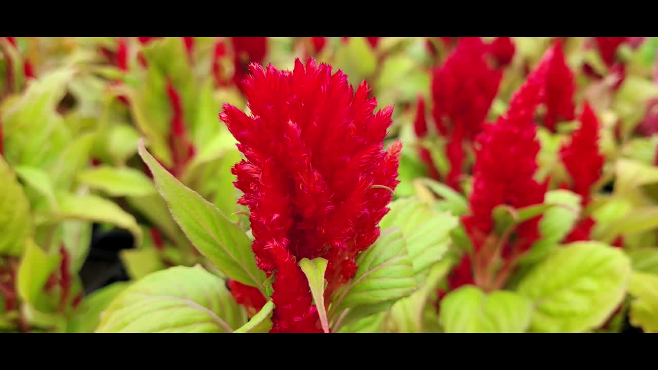 So Colourful Flowers at a Garden Nursery