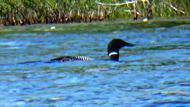 Loon eating a fish