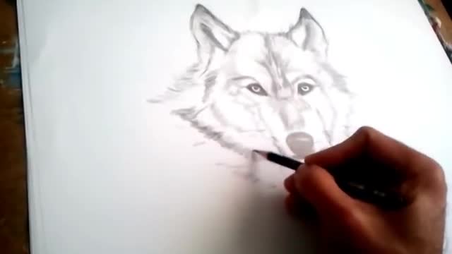 Drawing a Wolf Head Step by Step