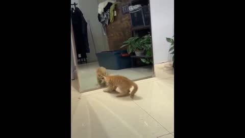 Cat vs Mirror Part 1