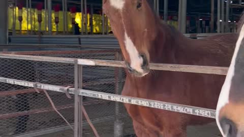 Horse family.