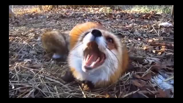 Adorable fox tries to communicate with a human