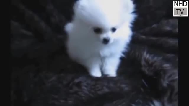 Cute puppy video । Dogs । Funny puppies #youtube #puppy #animals