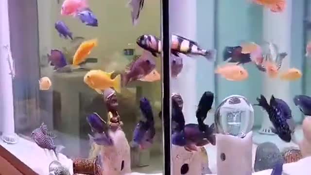 most Colorful freshwater fish