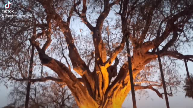 Birth Place Of Lord Buddha -Lumbini