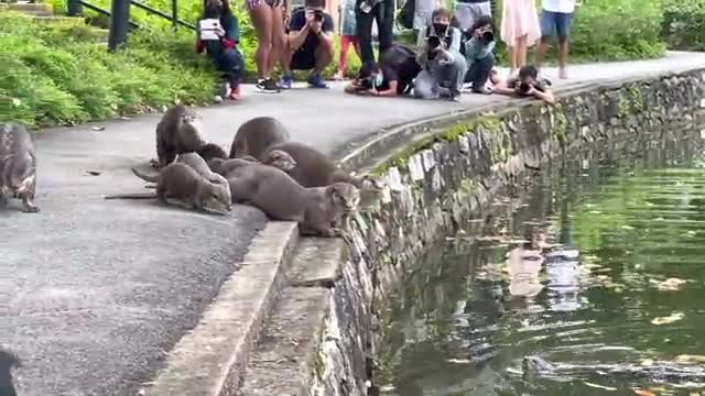 SINGAPORE BOTANIC GARDENS Nervous Otter Pups Get Swimming Lesson at Singapore Botanic Gardens