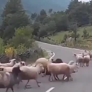 Even they know what to do when they are forced