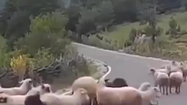 Even they know what to do when they are forced