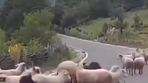 Even they know what to do when they are forced