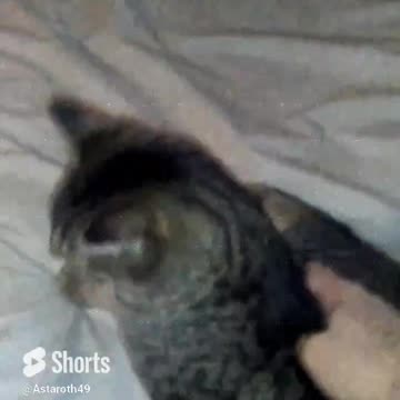 Astaroth49. Little Fluffybutt. #catvideos #catlover