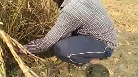 Cutting paddy plant in hot weather