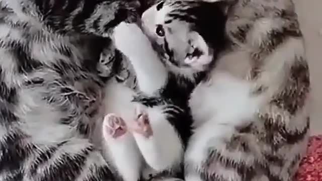 So beautiful cat family