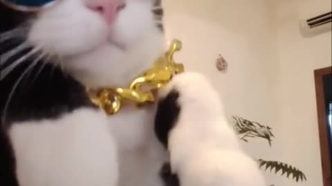 CAT DJ 😂🎶