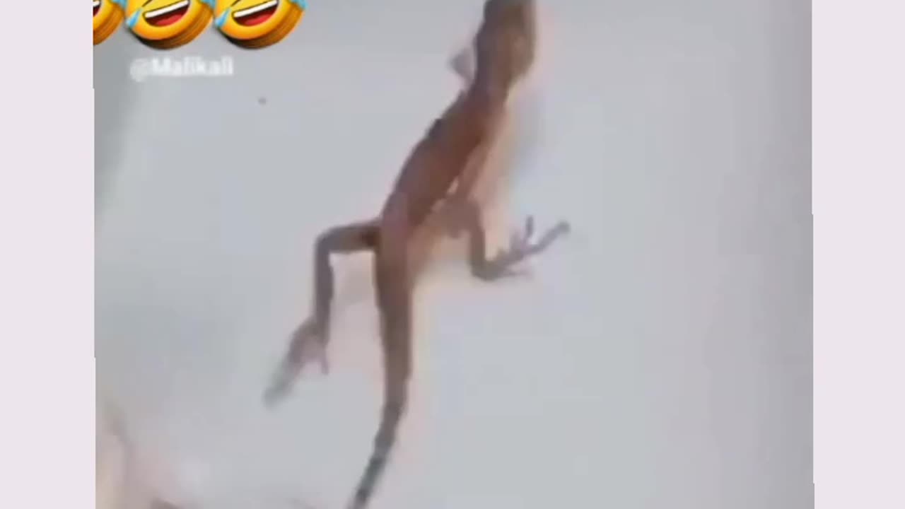 Funny lizard 🦎 comedy video dance video