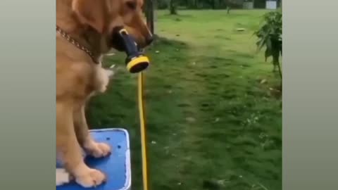 Shower 🚿 for dog