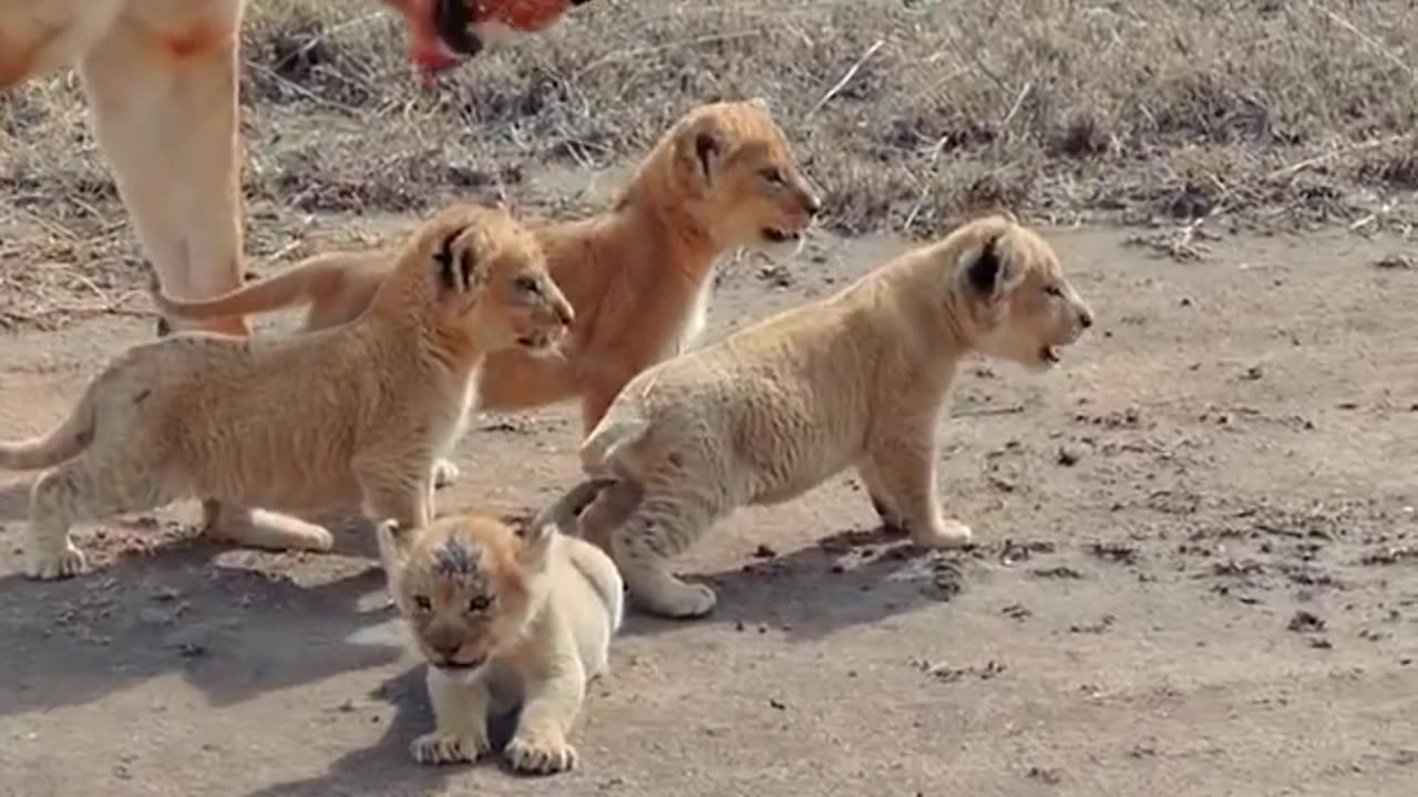 🦁 Cute Baby Lion Adventures ❤️: Adorable Lion Cubs & Mom! 😍 #LionCubs #LittleLion