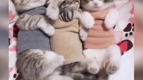 3 cute baby kittens sleeping